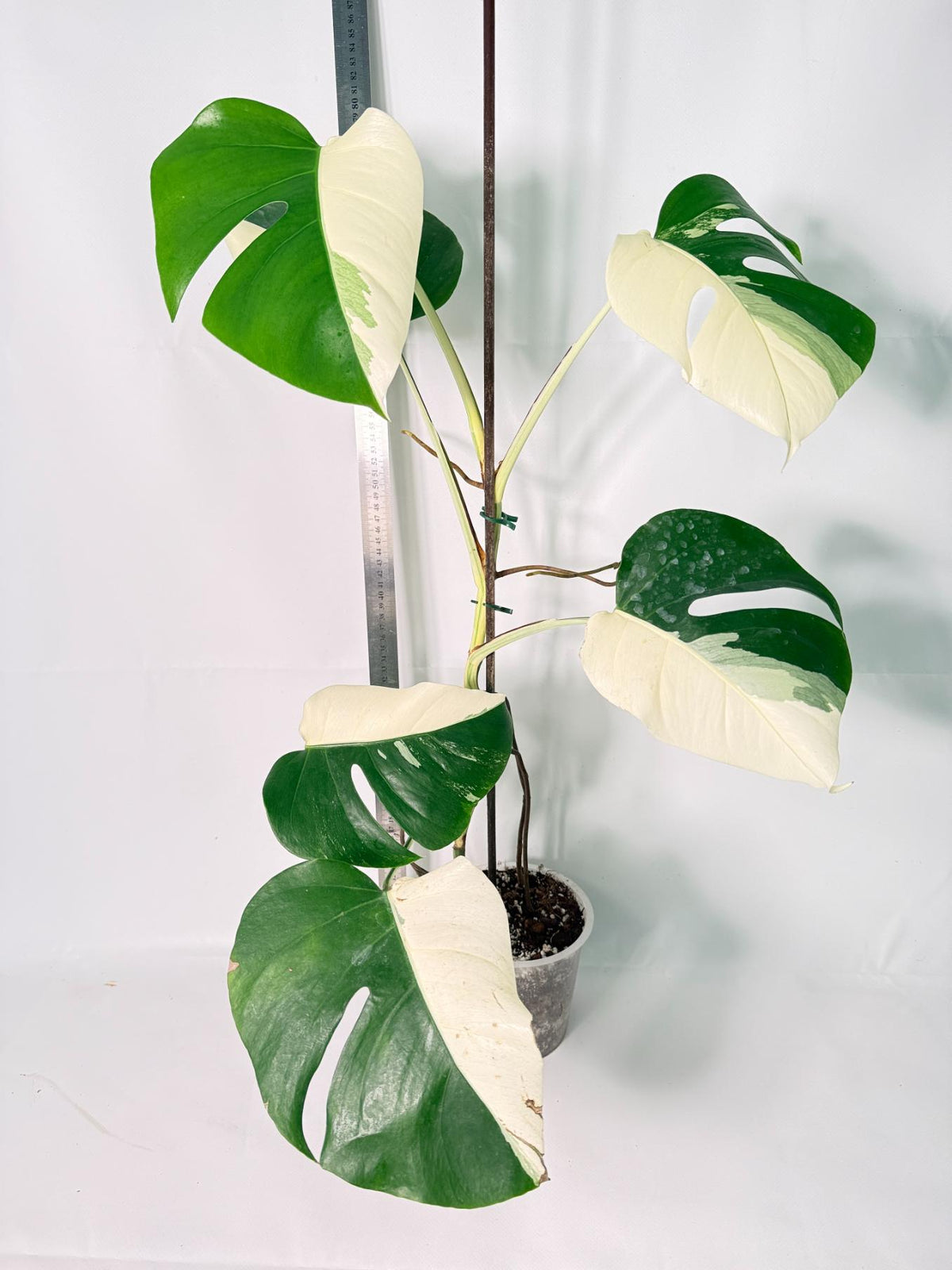 Monstera Albo Variegata HALF MOON 3
