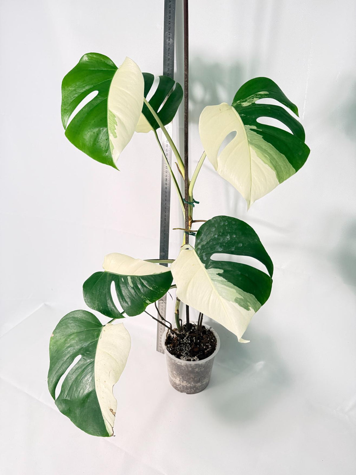 Monstera Albo Variegata HALF MOON 12