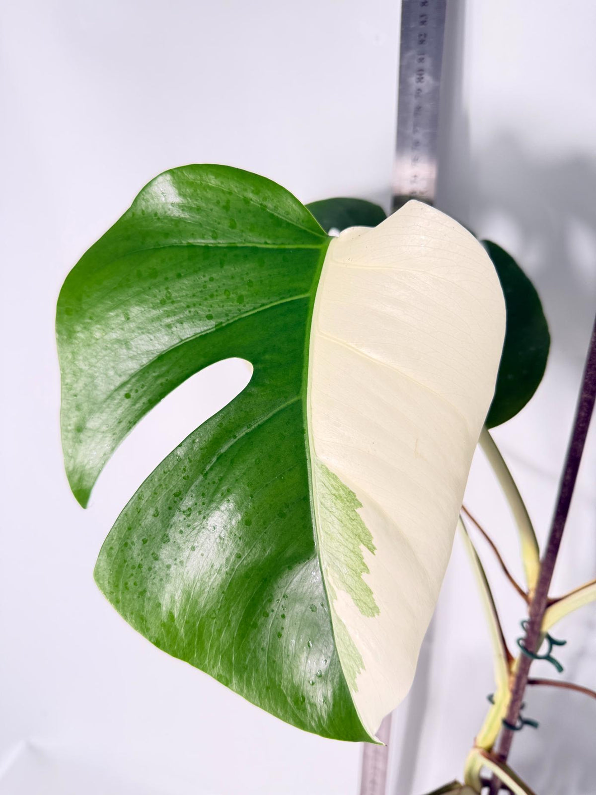 Monstera Albo Variegata HALF MOON 2
