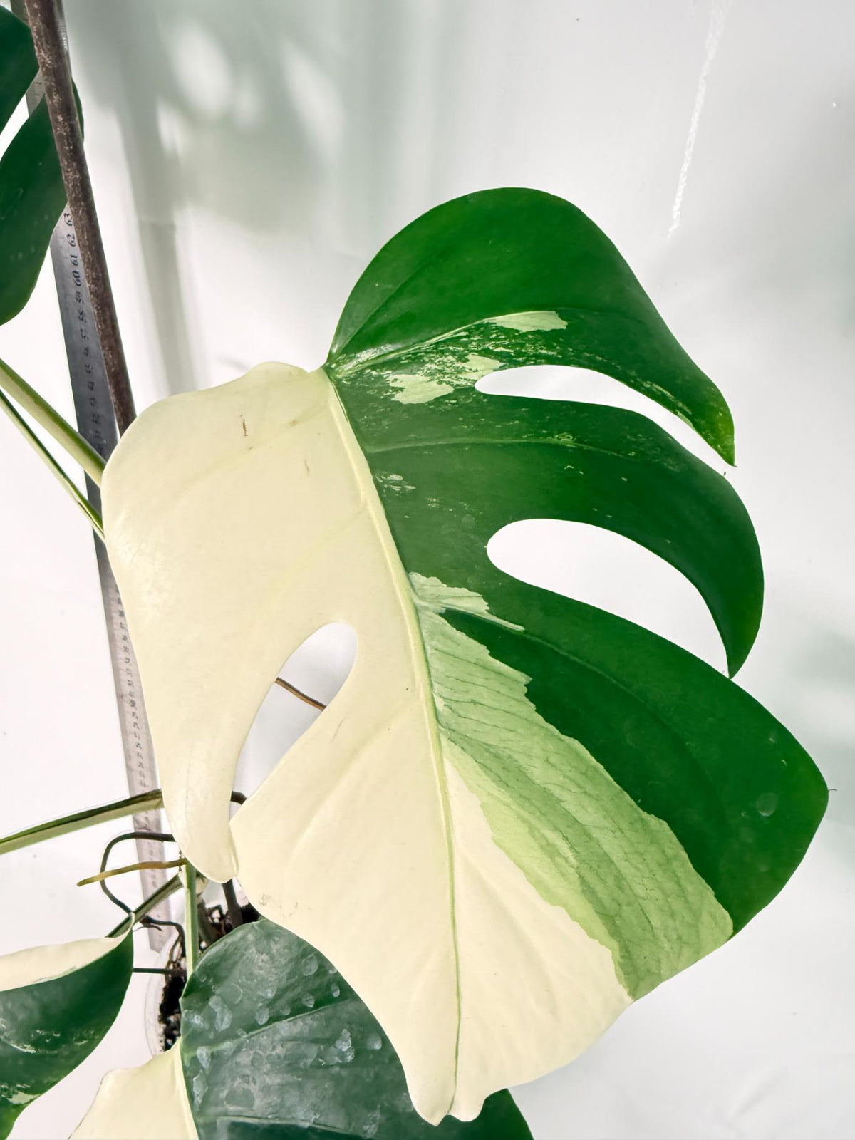 Monstera Albo Variegata HALF MOON 4