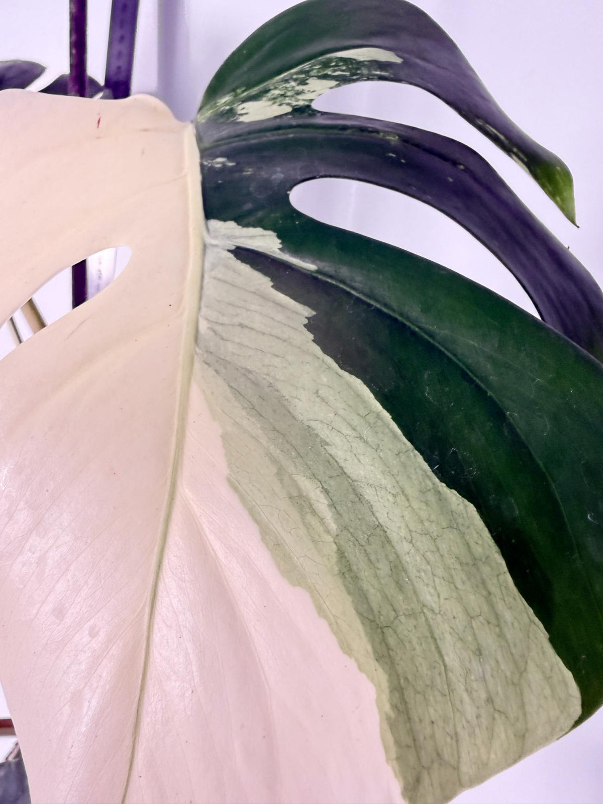 Monstera Albo Variegata HALF MOON 6