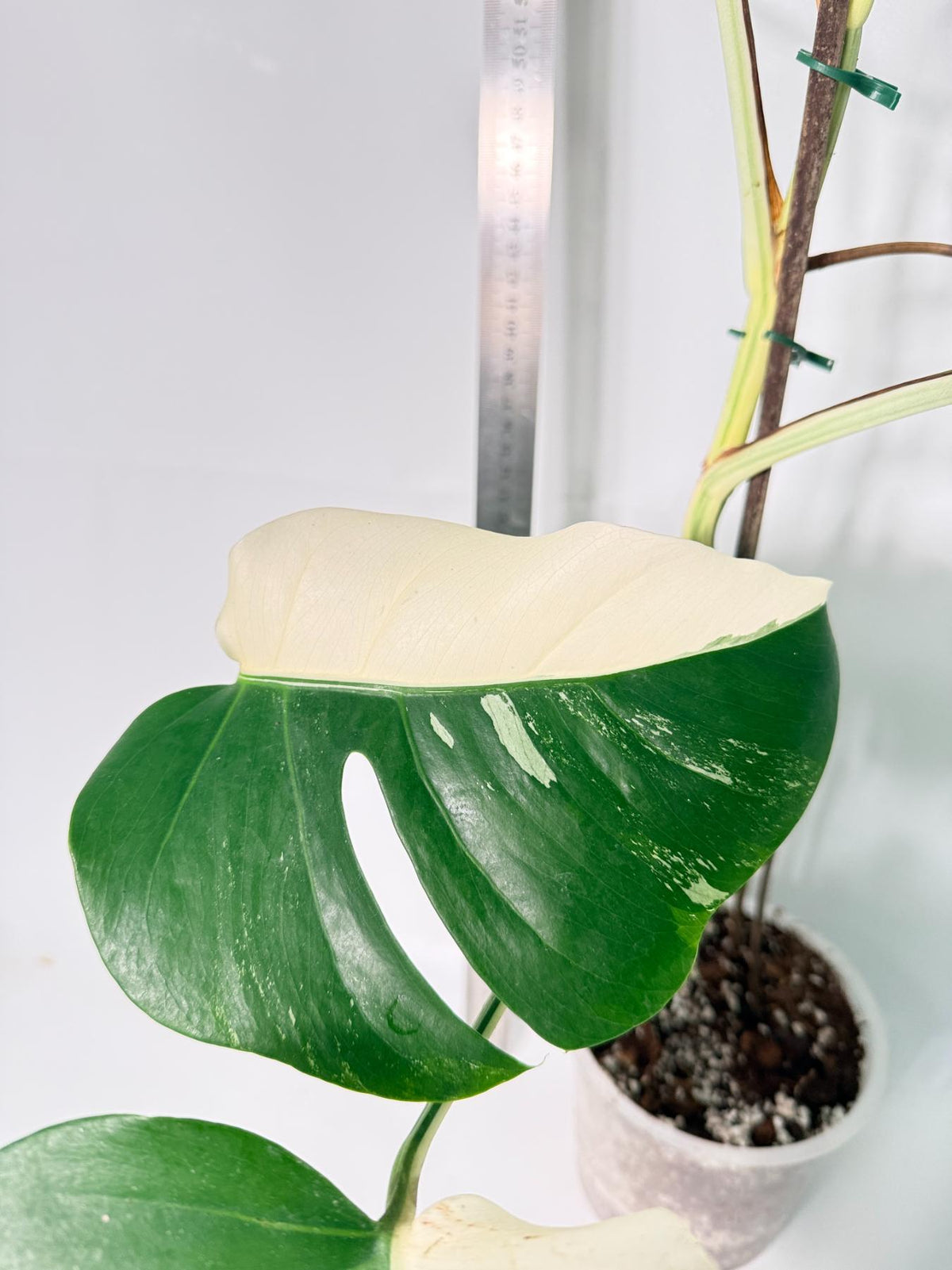 Monstera Albo Variegata HALF MOON 7