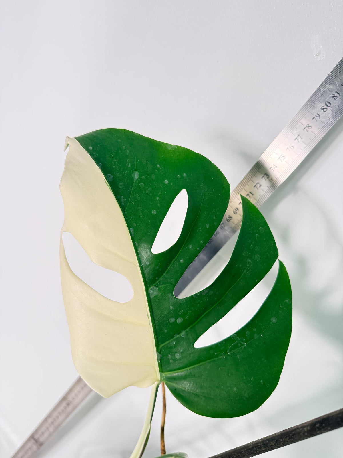 Monstera Albo Variegata HALF MOON 11