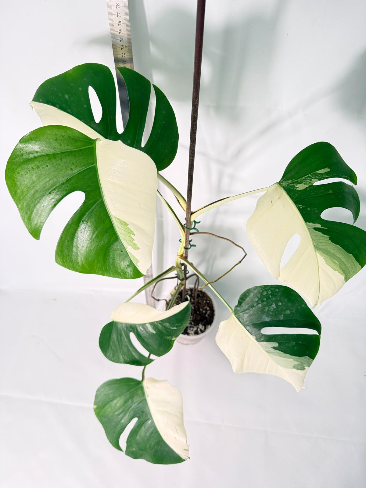 Monstera Albo Variegata HALF MOON 10