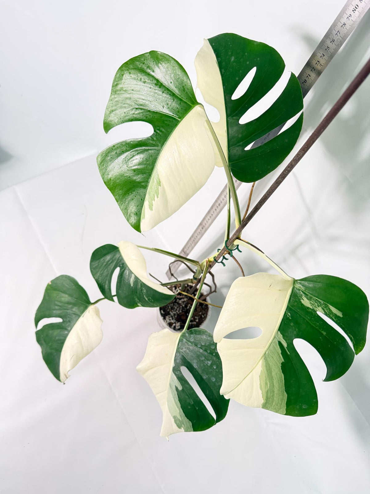 Monstera Albo Variegata HALF MOON 8