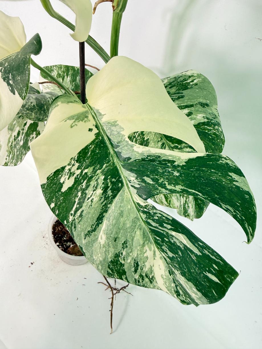 Monstera Albo Variegata XL 08
