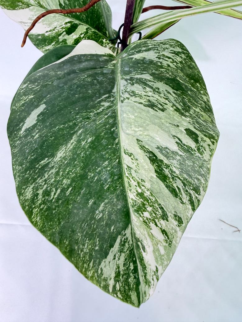 Monstera Albo Variegata XL 09