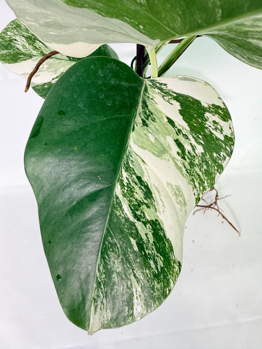 Monstera Albo Variegata XL 10