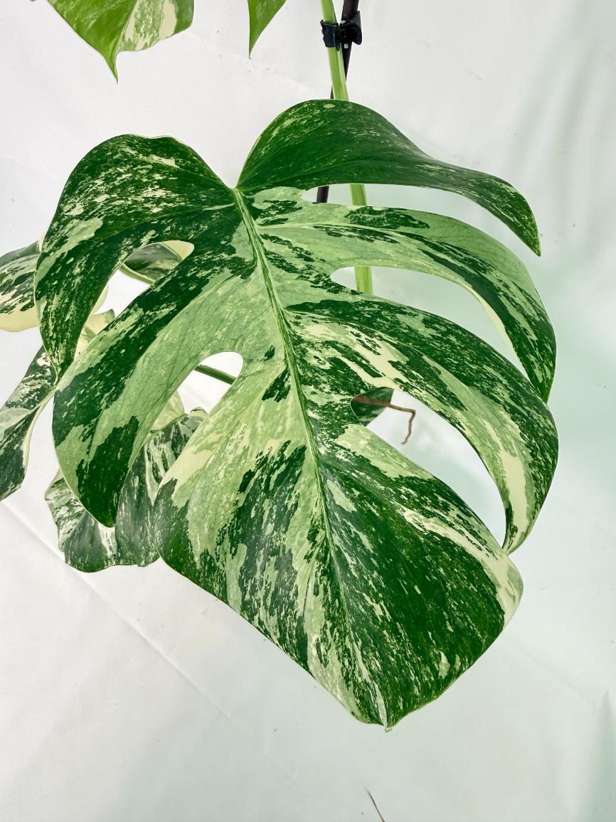 Monstera Albo Variegata XL 11