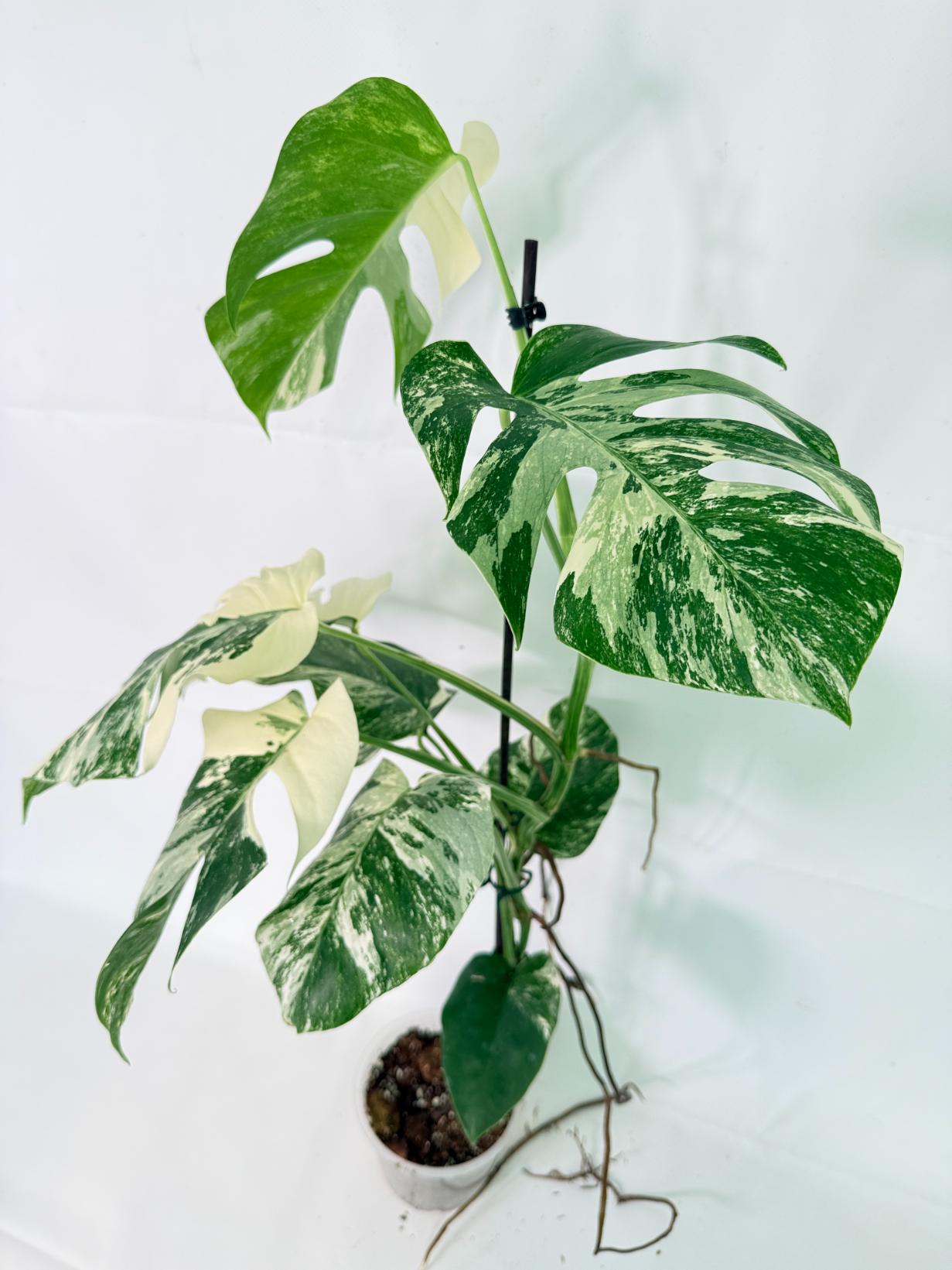 Monstera Albo Variegata XL 12