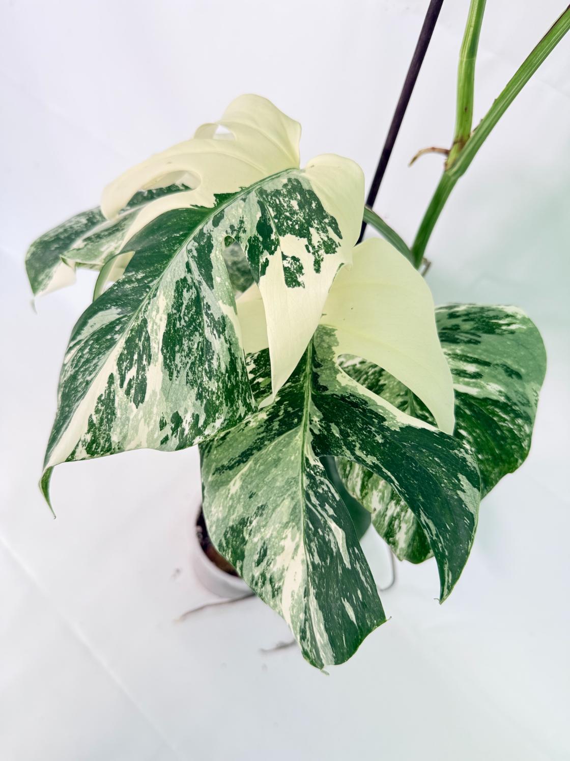 Monstera Albo Variegata XL 13