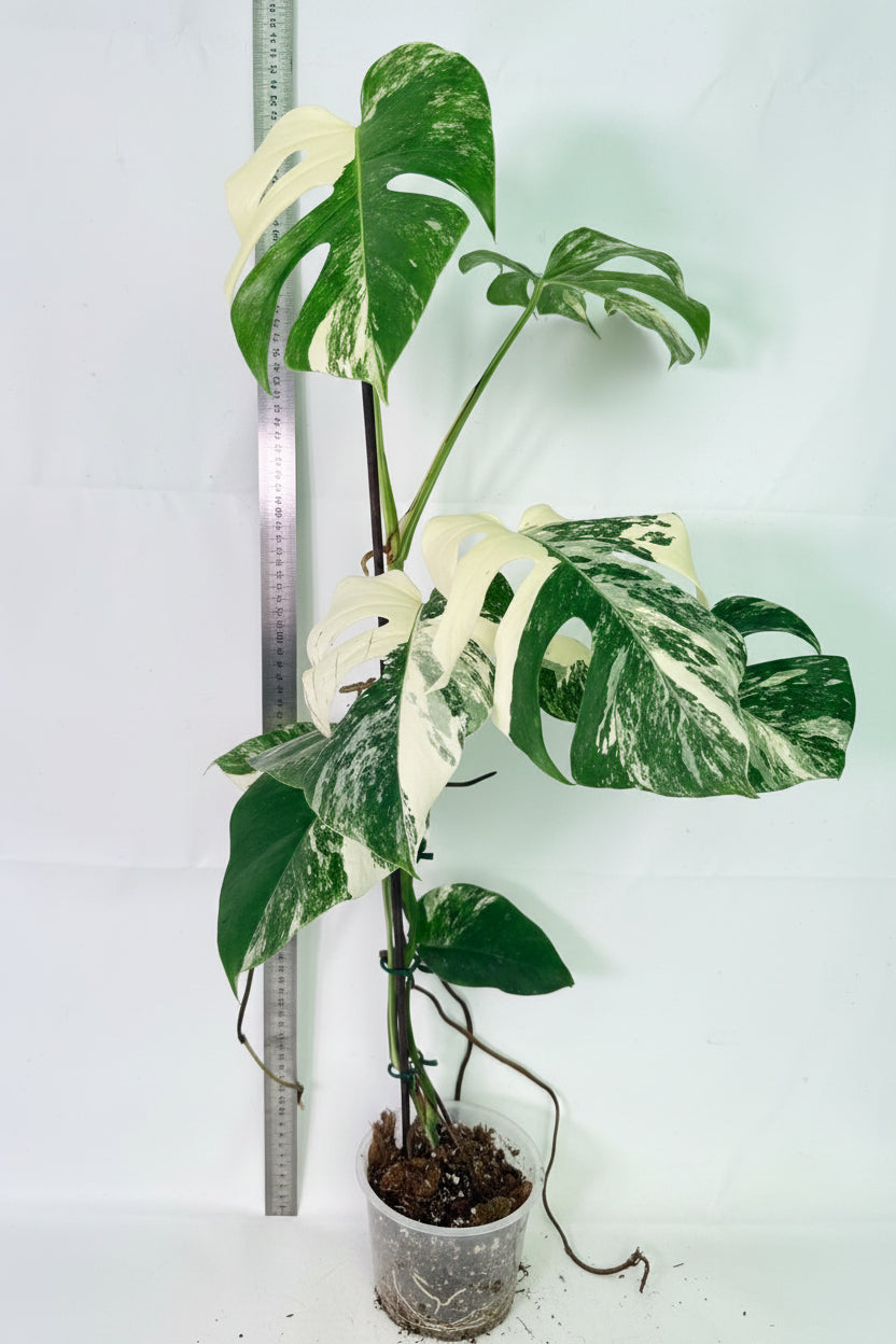 Monstera Albo Variegata XL 01