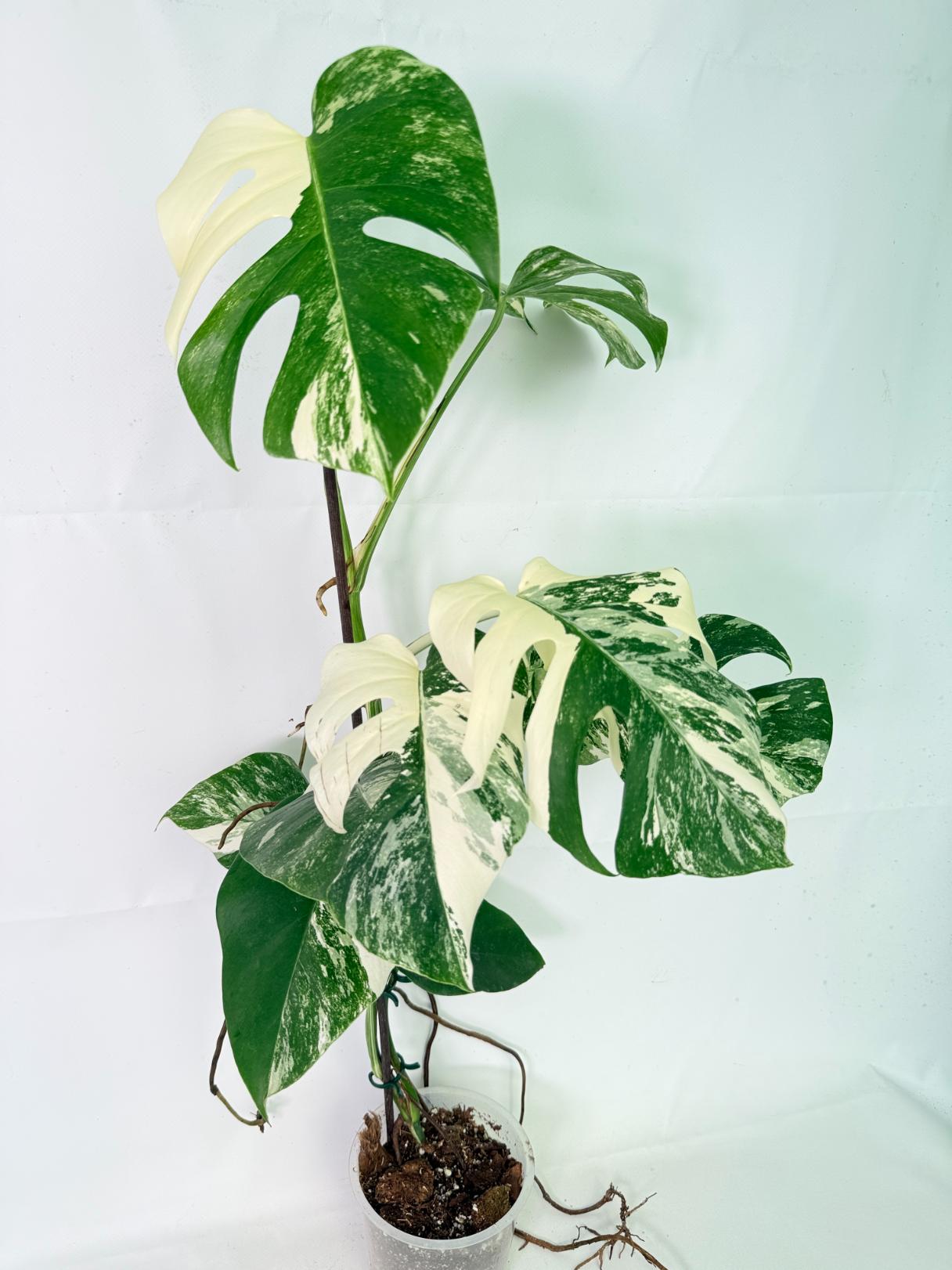 Monstera Albo Variegata XL 03