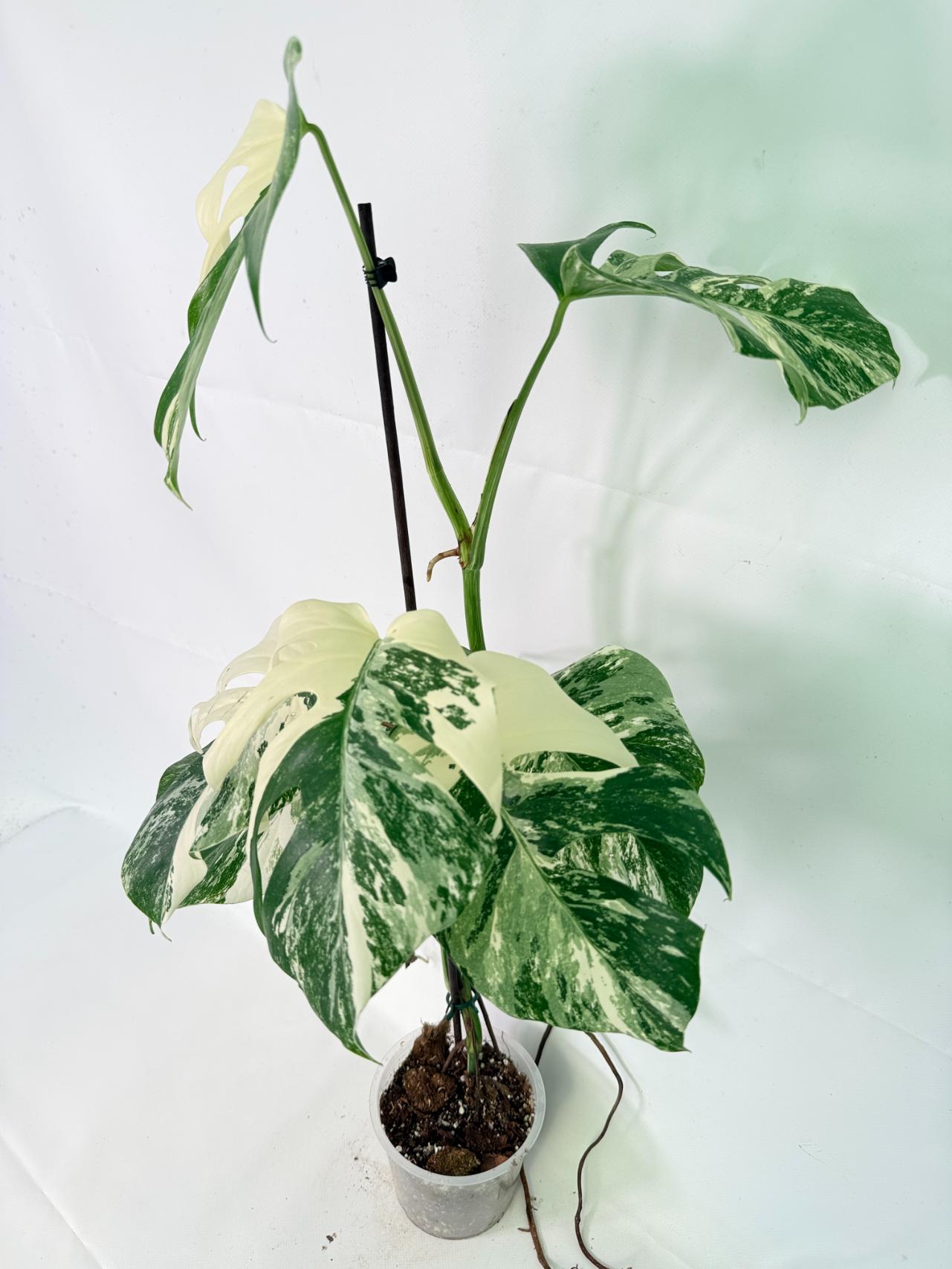 Monstera Albo Variegata XL 04