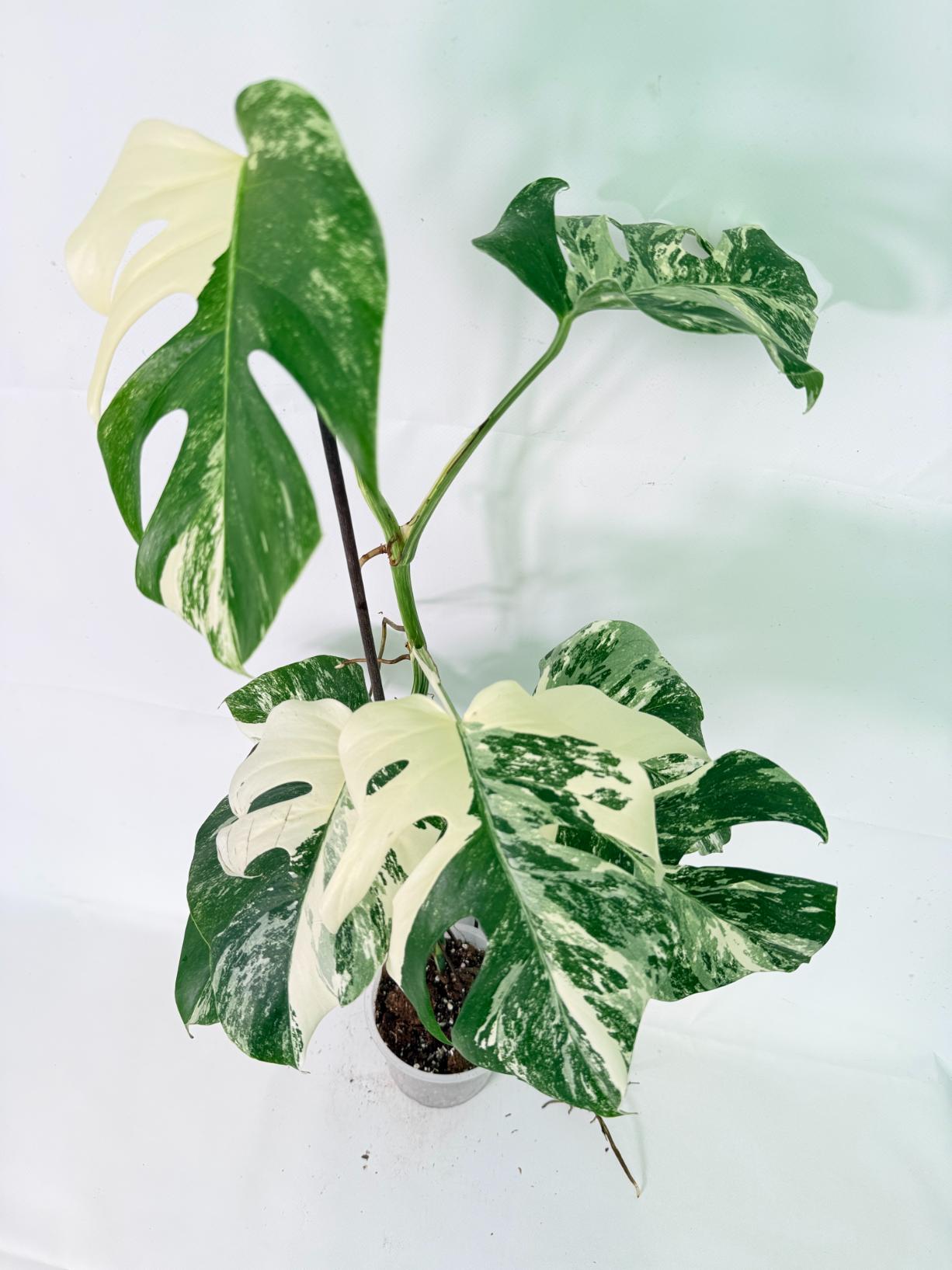 Monstera Albo Variegata XL 05