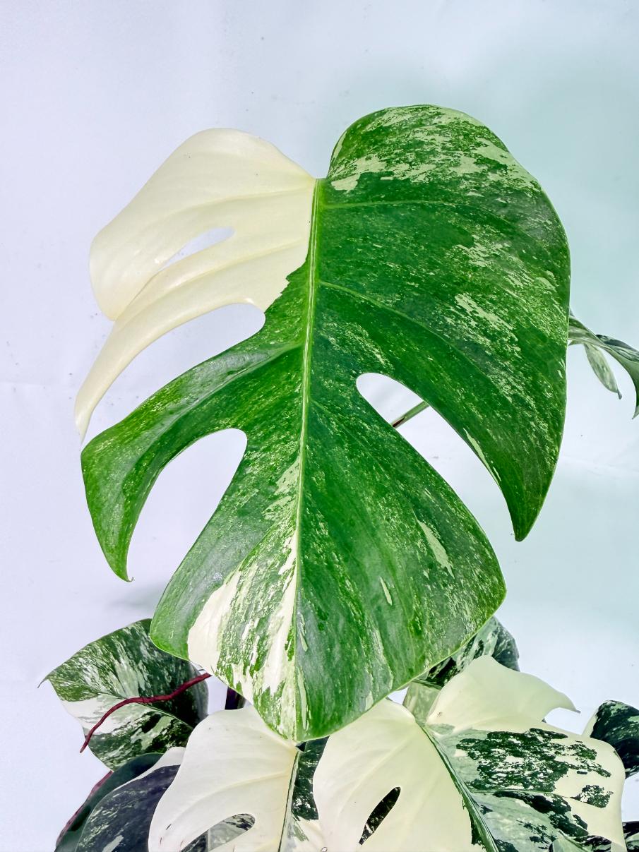 Monstera Albo Variegata XL 06