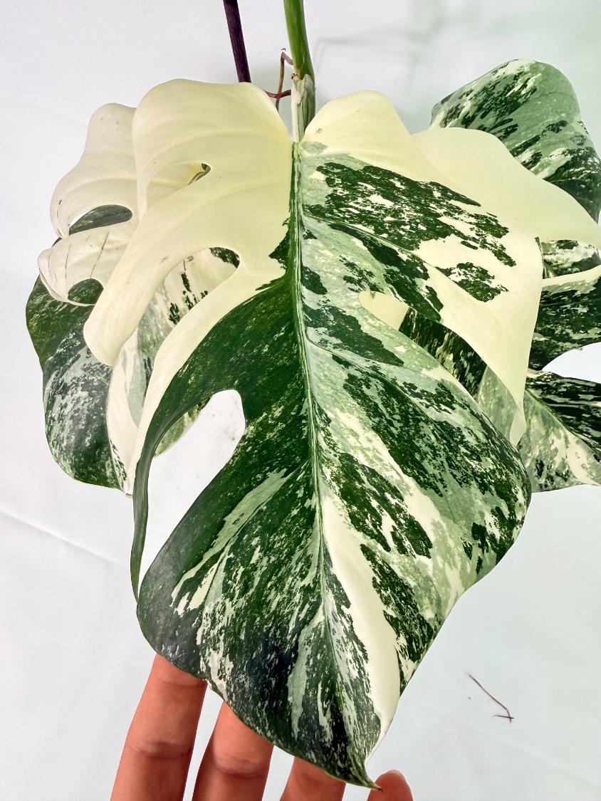 Monstera Albo Variegata XL 07