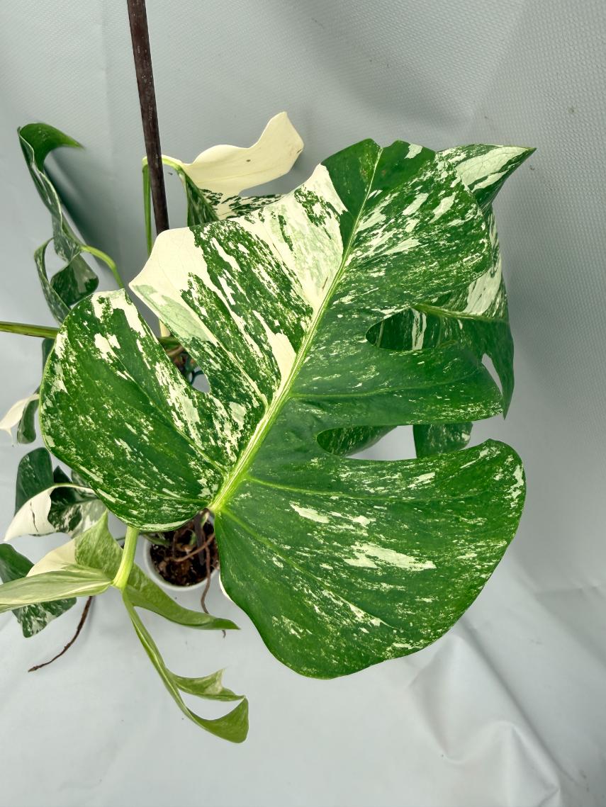 MONSTERA ALBO VARIEGATA 7