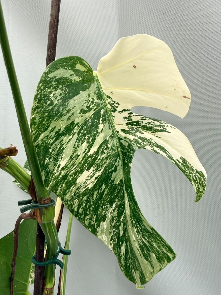 MONSTERA ALBO VARIEGATA 8