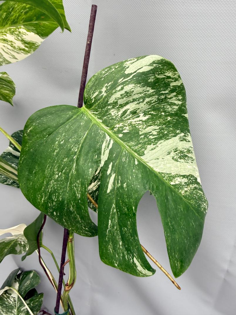 MONSTERA ALBO VARIEGATA 9