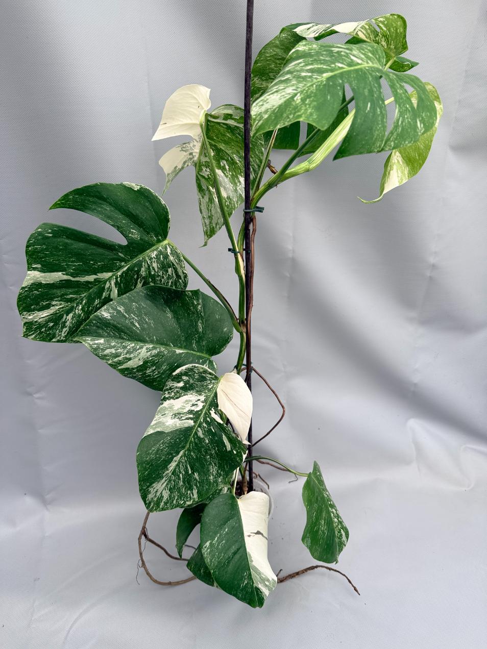 MONSTERA ALBO VARIEGATA 10