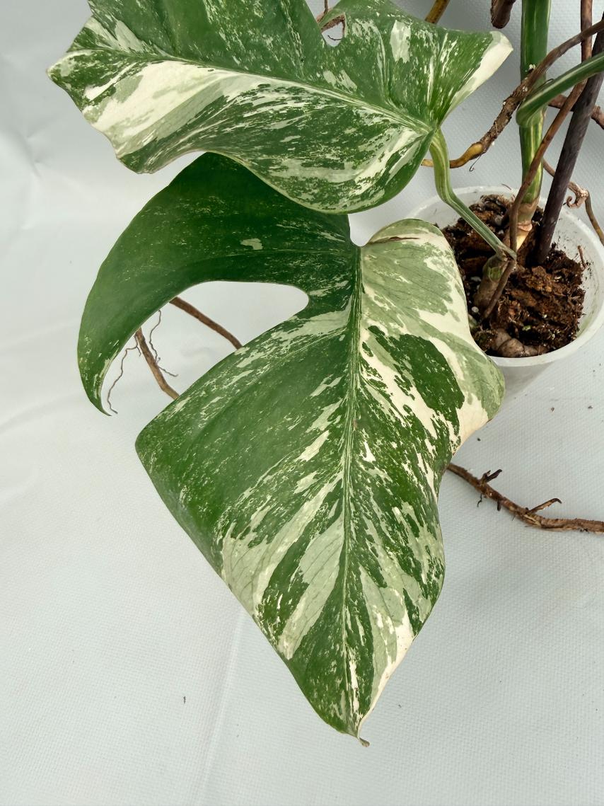 MONSTERA ALBO VARIEGATA 11