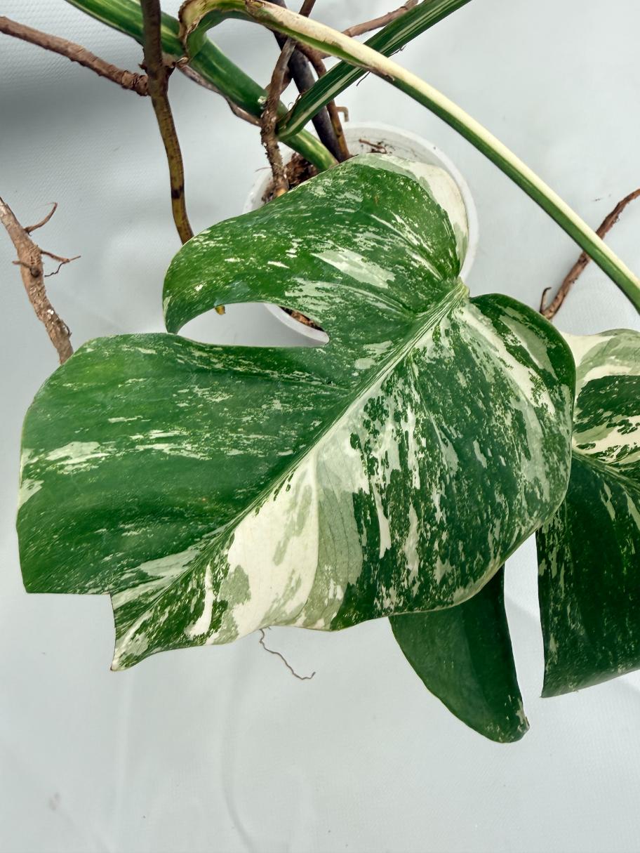 MONSTERA ALBO VARIEGATA 12