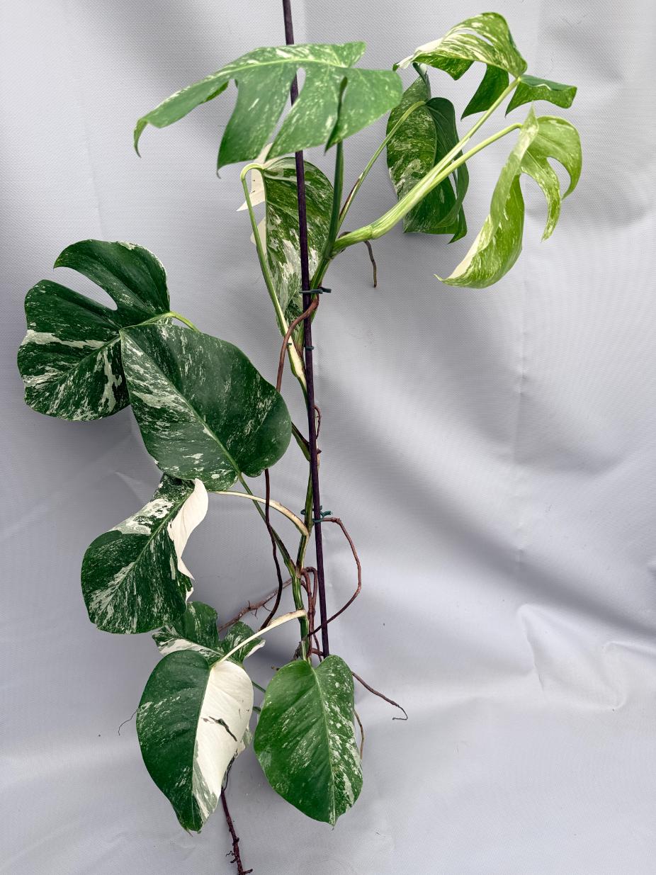 MONSTERA ALBO VARIEGATA 1