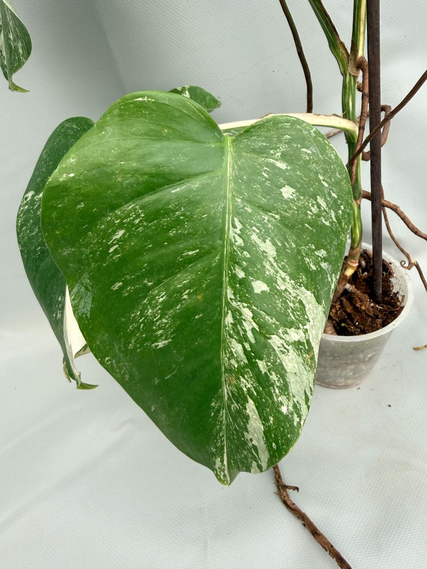 MONSTERA ALBO VARIEGATA 3