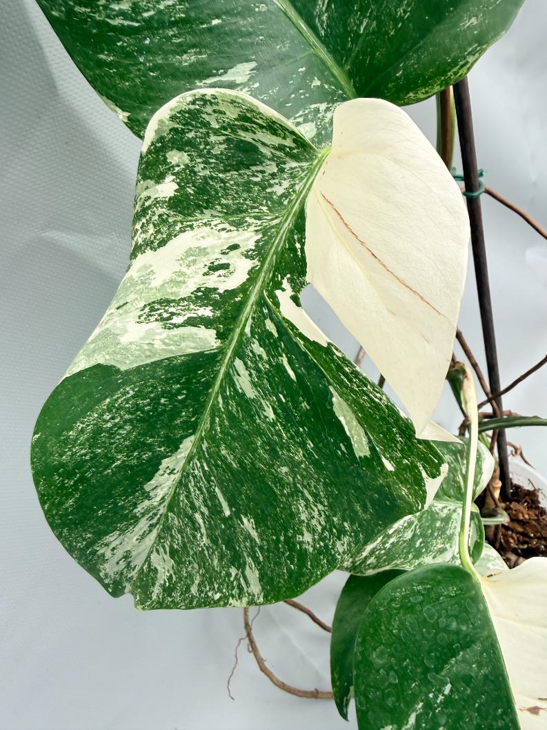 MONSTERA ALBO VARIEGATA 4