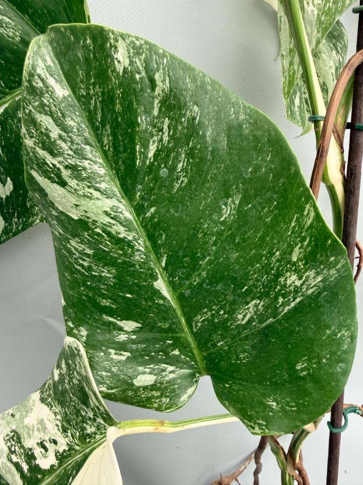 MONSTERA ALBO VARIEGATA 5