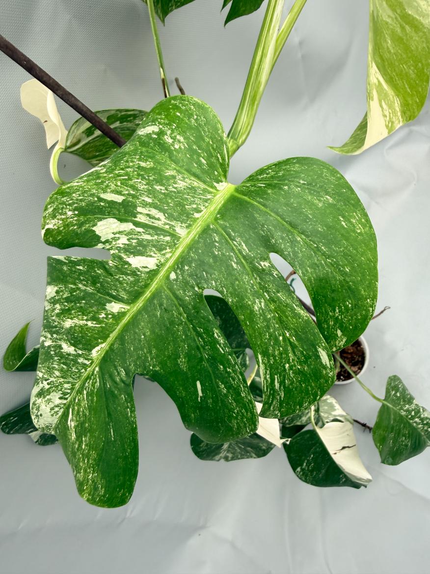 MONSTERA ALBO VARIEGATA 6