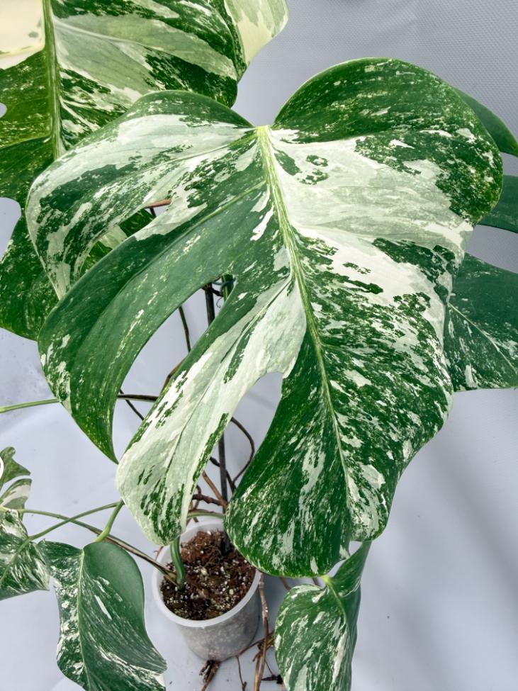 MONSTERA ALBO VARIEGATA 6