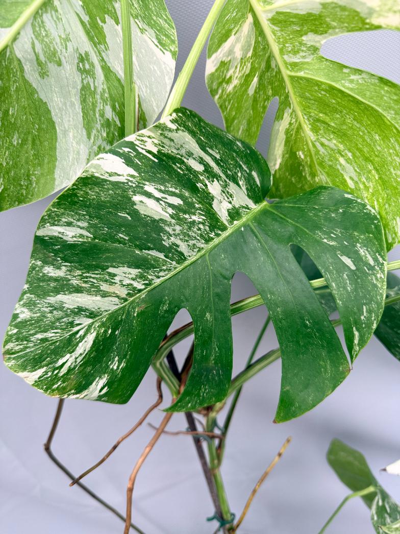 MONSTERA ALBO VARIEGATA 7