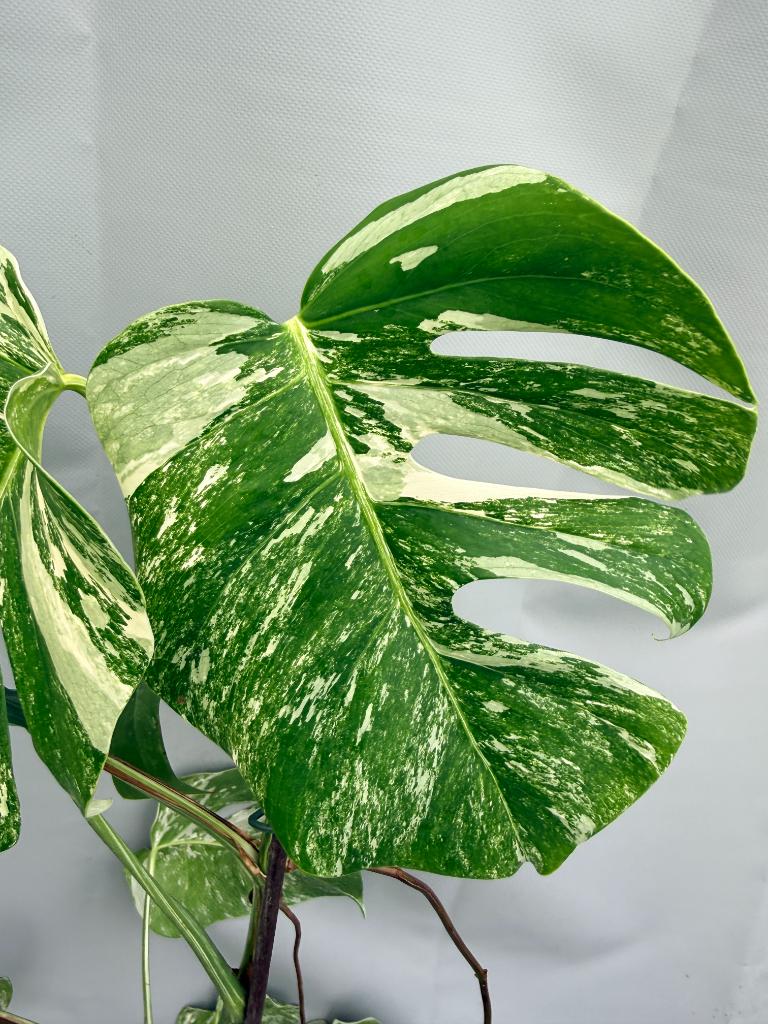 MONSTERA ALBO VARIEGATA 8