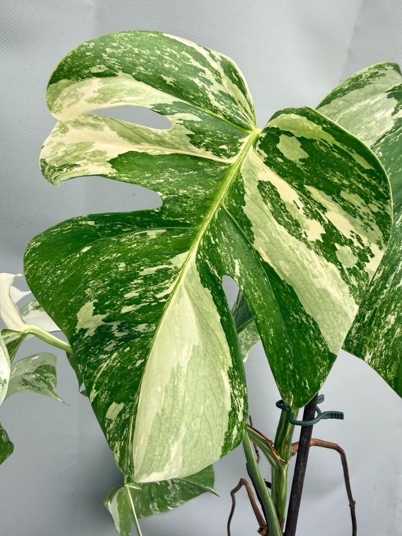 MONSTERA ALBO VARIEGATA 9