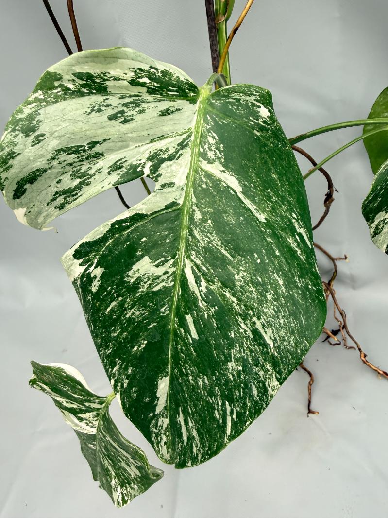 MONSTERA ALBO VARIEGATA 3