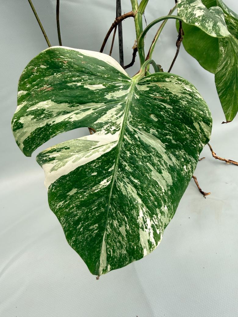 MONSTERA ALBO VARIEGATA 4