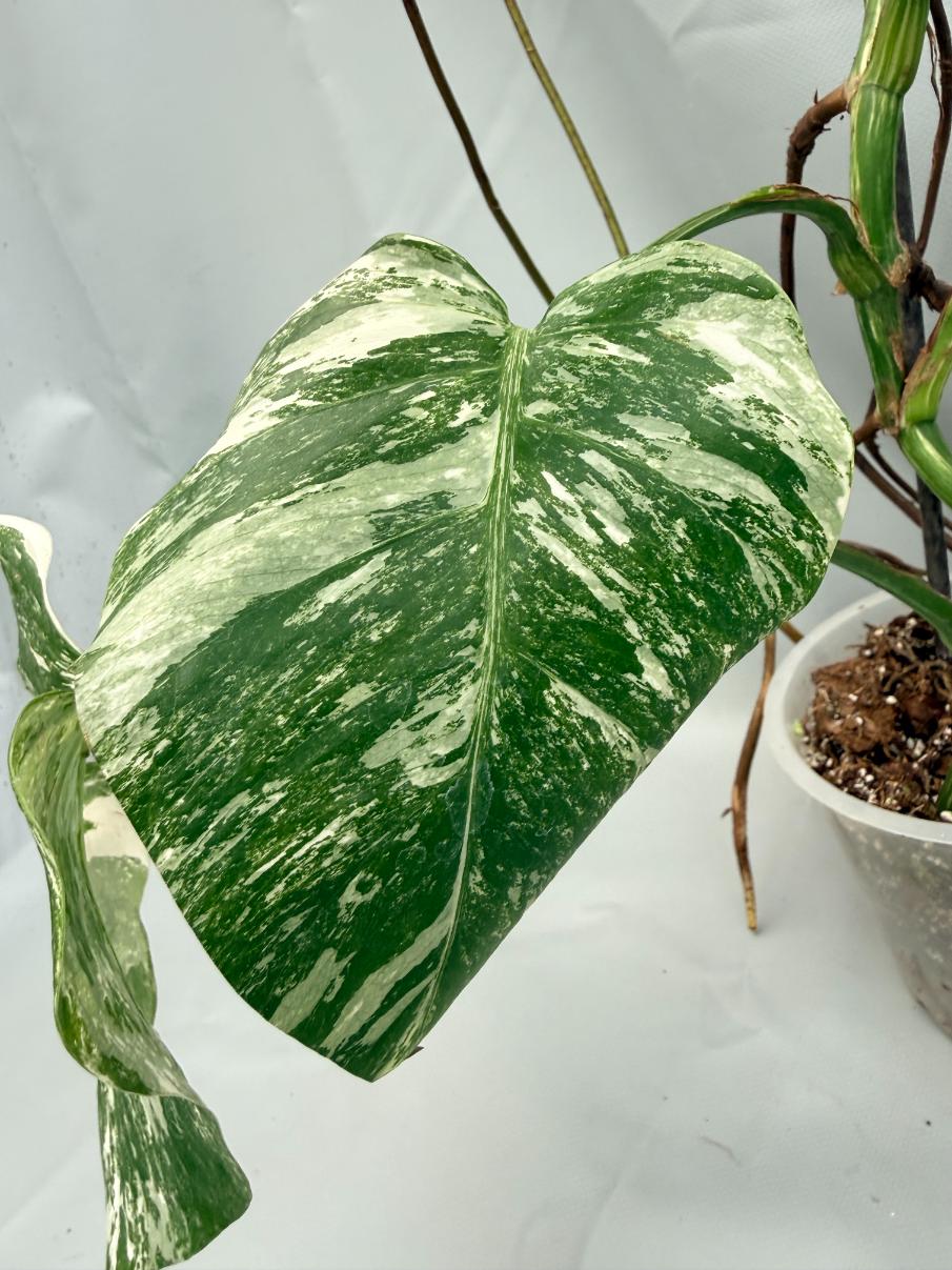MONSTERA ALBO VARIEGATA 5