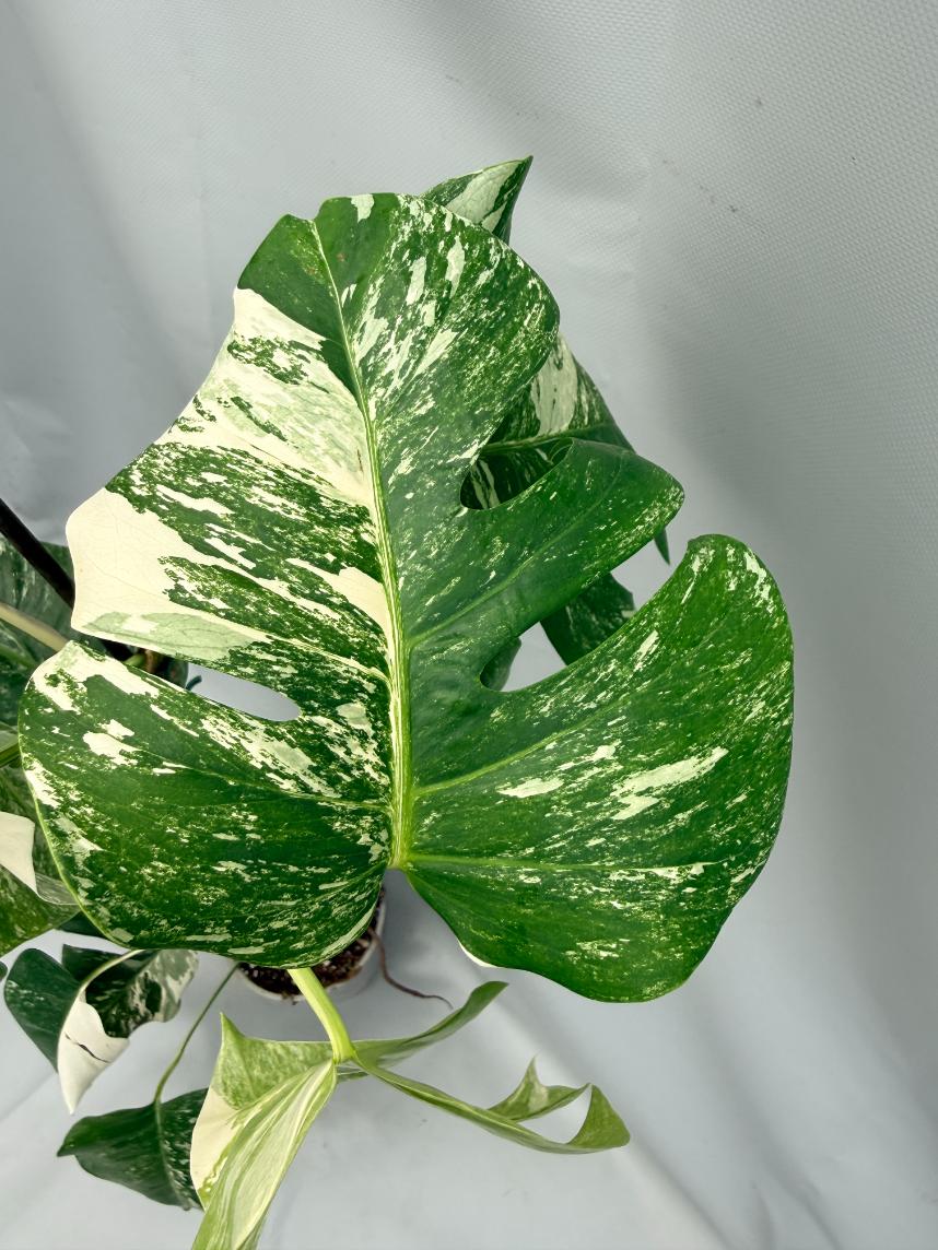 MONSTERA ALBO VARIEGATA7