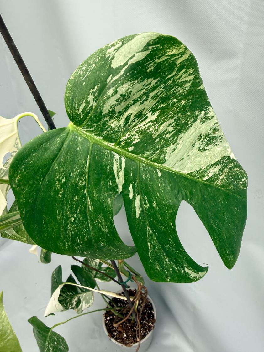 MONSTERA ALBO VARIEGATA8