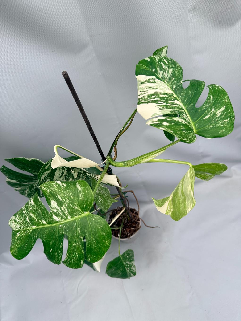 MONSTERA ALBO VARIEGATA9