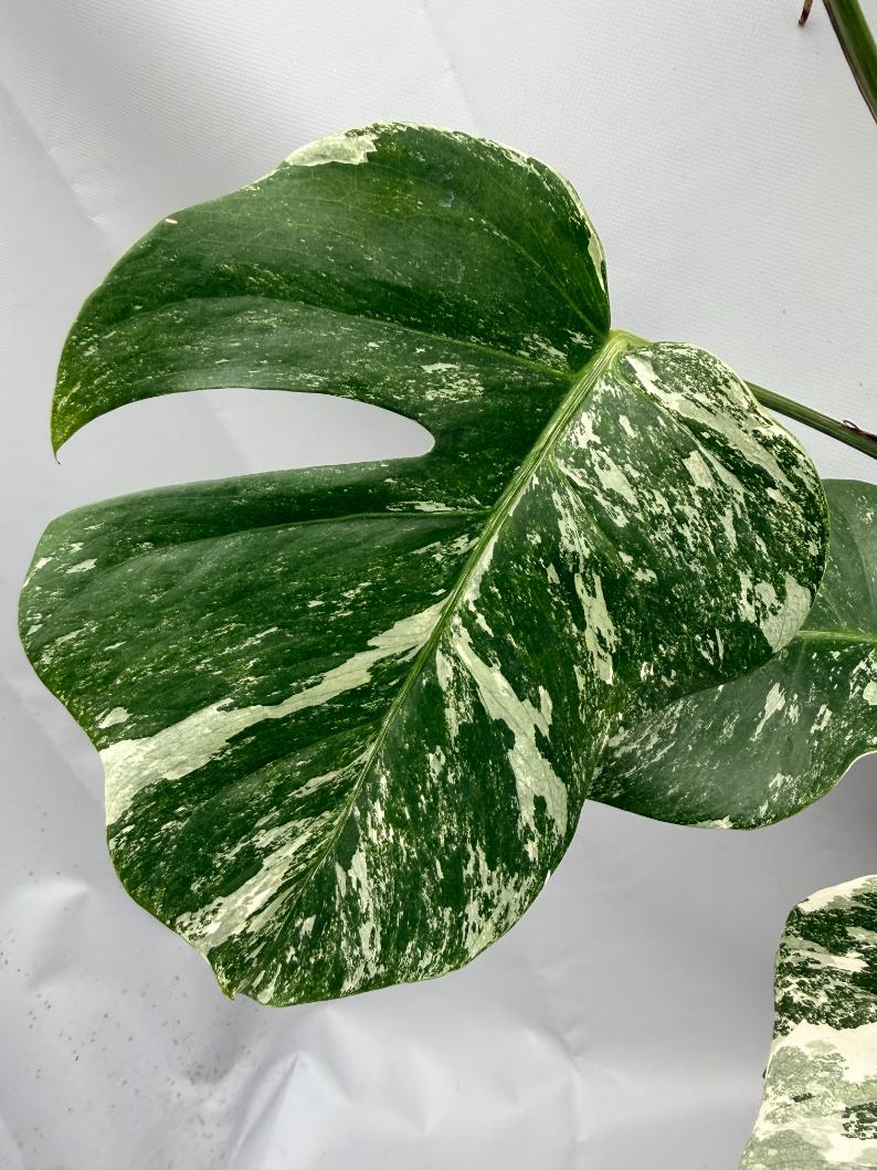 MONSTERA ALBO VARIEGATA10