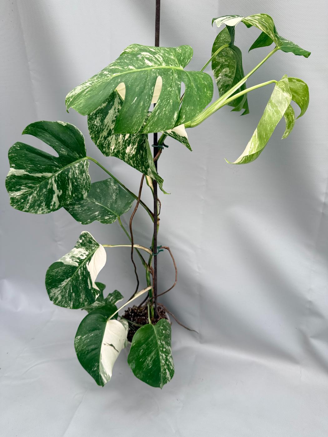 MONSTERA ALBO VARIEGATA 1