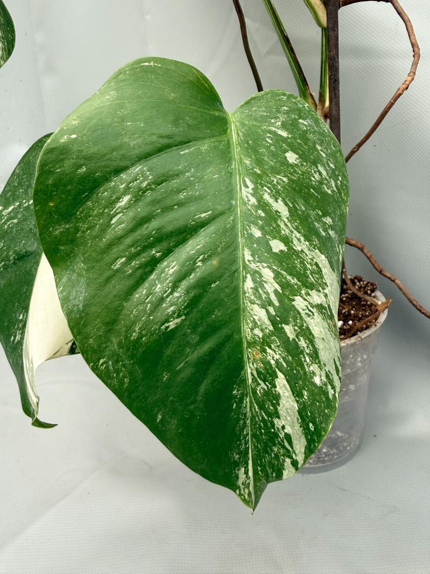 MONSTERA ALBO VARIEGATA3