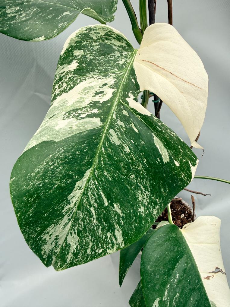 MONSTERA ALBO VARIEGATA4