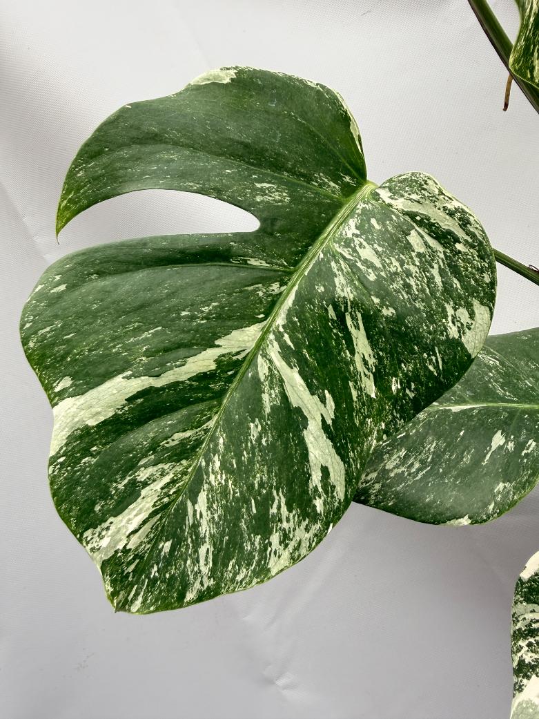 MONSTERA ALBO VARIEGATA5