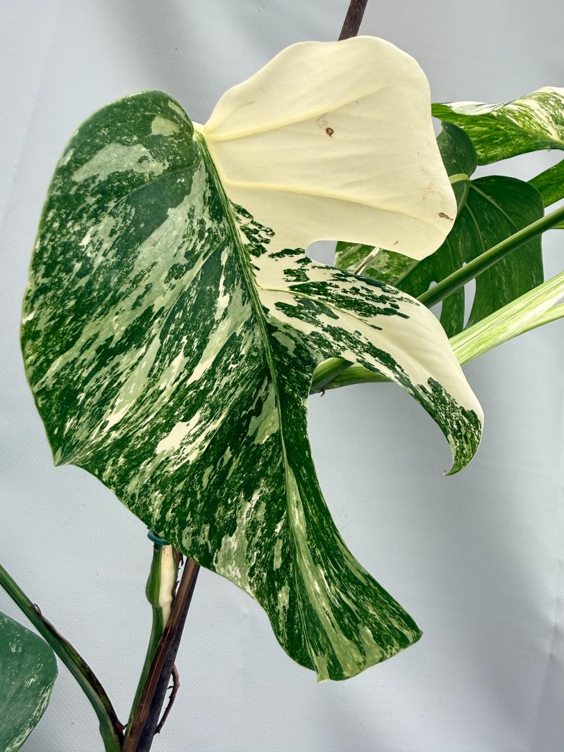 MONSTERA ALBO VARIEGATA6