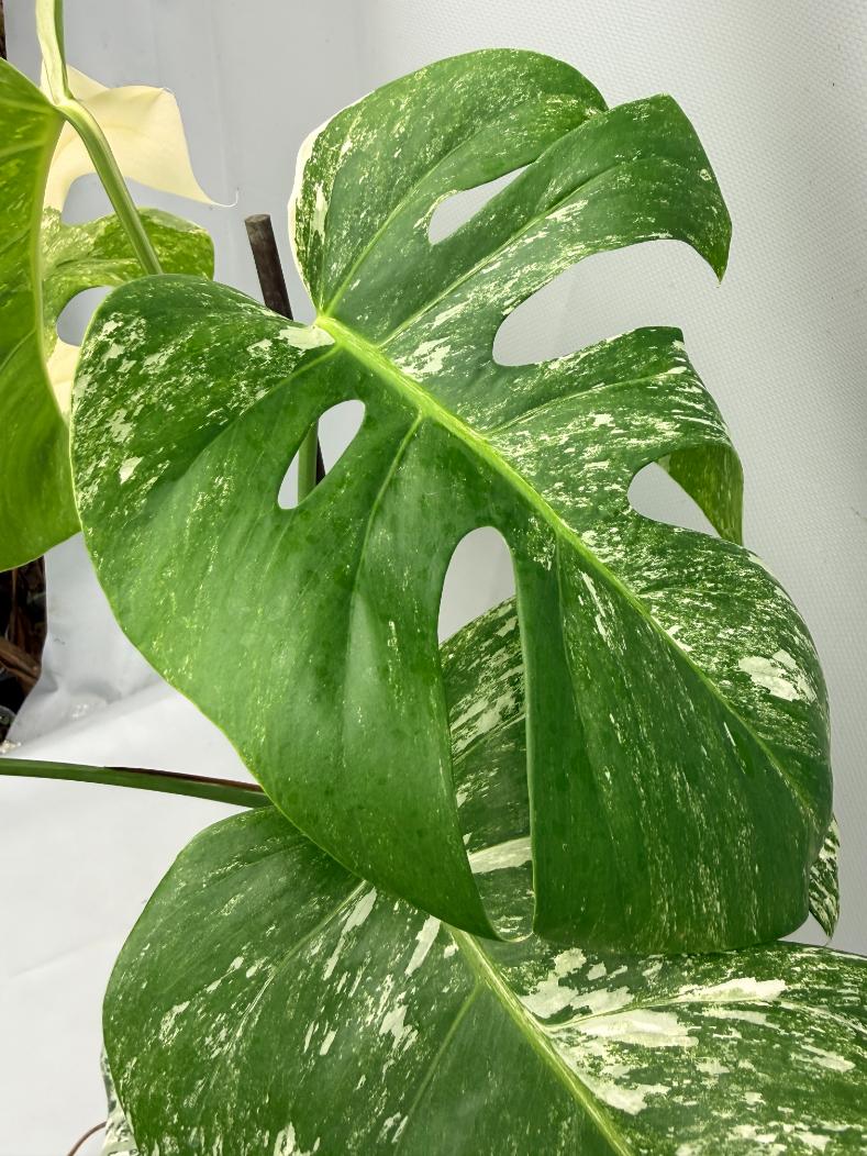 MONSTERA ALBO VARIEGATA 7