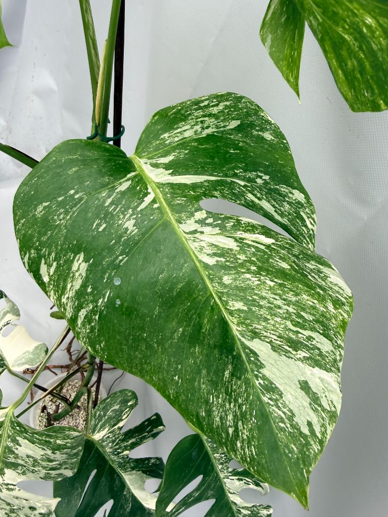 MONSTERA ALBO VARIEGATA 8